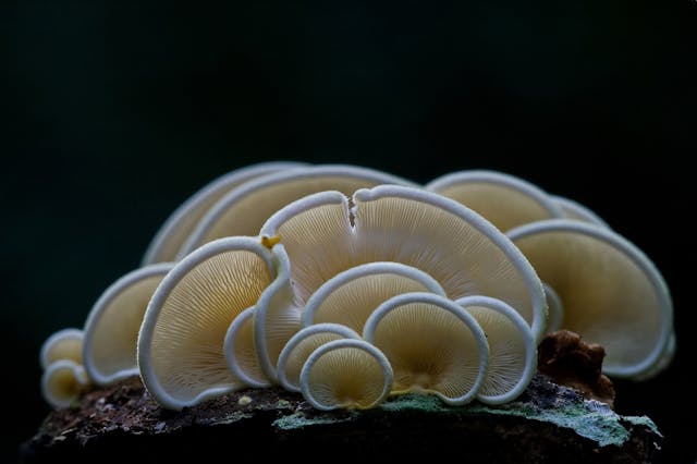 Cluster of pale yellow bracket fungi with delicate white-edged gills growing on dark wood, macro photography