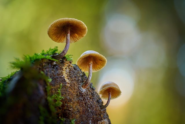 Three small wild mushrooms with golden-brown caps growing from a mossy log in a forest, macro photography